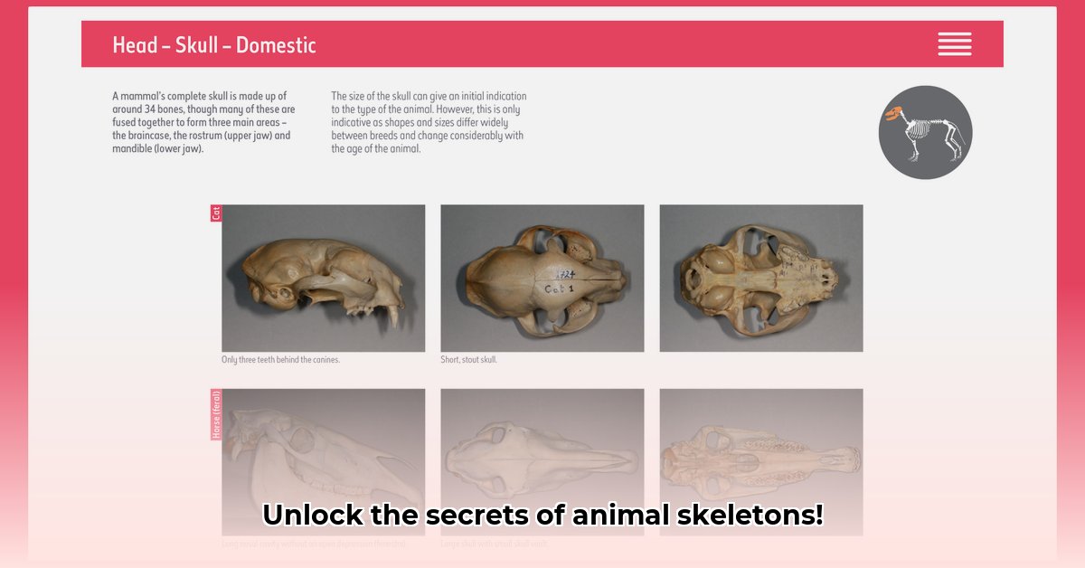 animal-skeleton-identification-guide